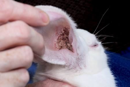 EAR MITES IN RABBITS: DON'T IGNORE THE WARNING SIGNS